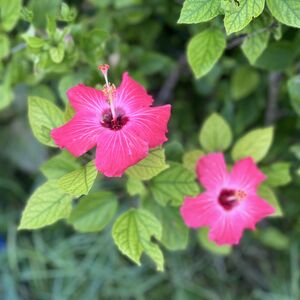 IMG_2772